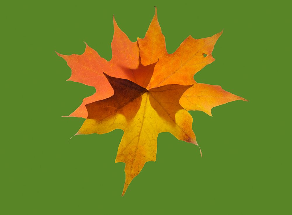 USA-Washington State Autumn colored maple leaves still-life with green background